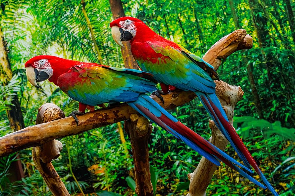 green Wing Macaws-Originally from South America, art print by William Perry for $57.95 CAD